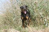 BEAUCERON 099